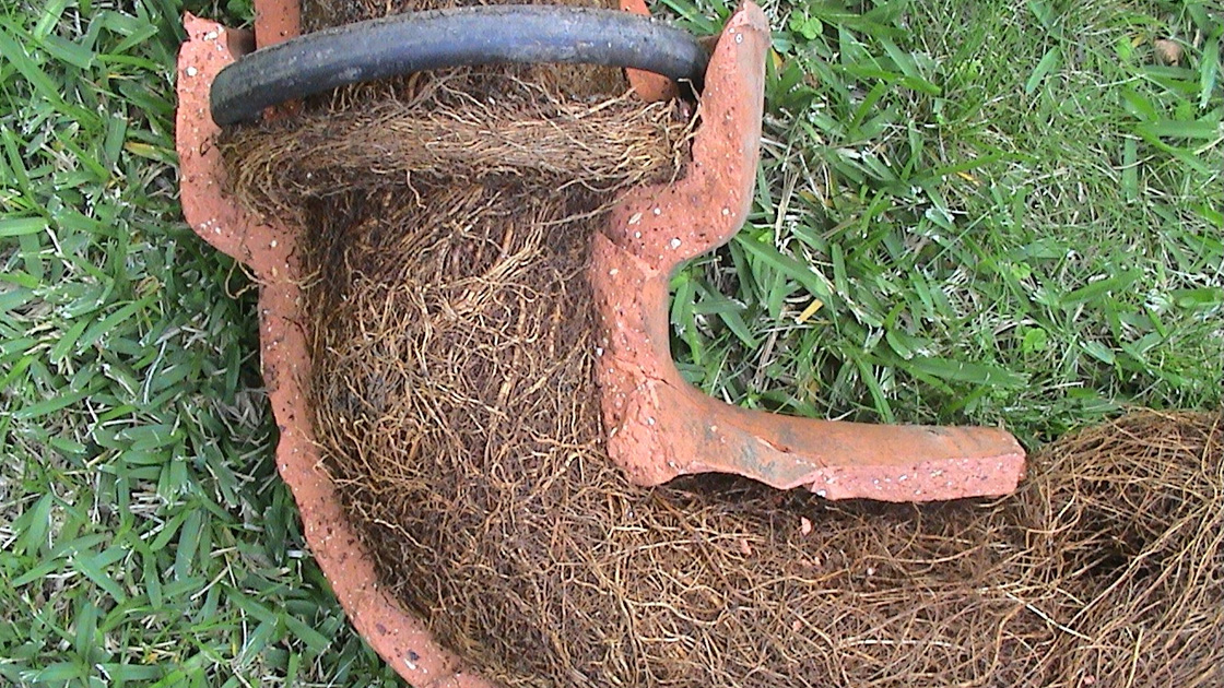 Tree Roots Blocking A Pipe
